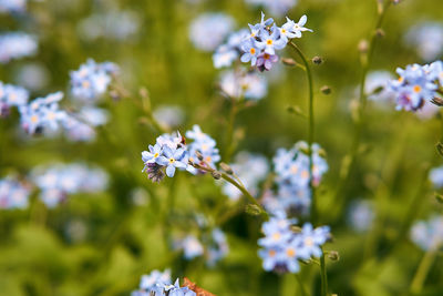 Close-up of purple flowering plant