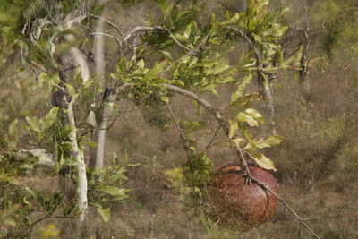 Close-up of snake on branch