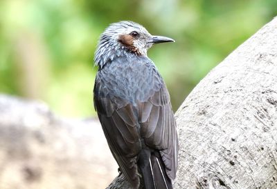 Close-up of bird perching