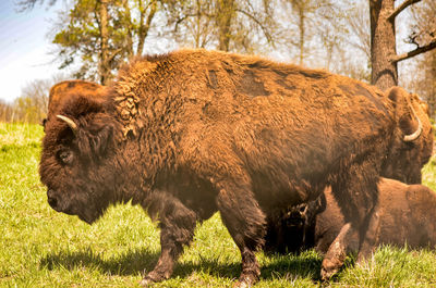 Close-up of an animal