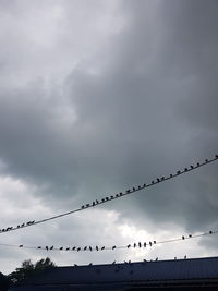 Low angle view of birds perching on cable against sky
