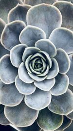 Close-up of succulent plant