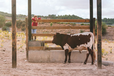 Full length of boy looking at cow