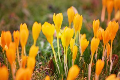 Close-up of yellow crocus flowers on field