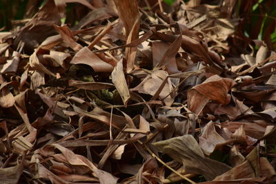 Close-up of dry leaves on field