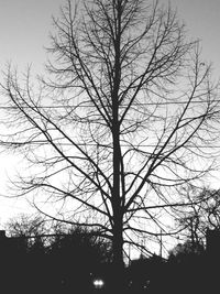 Low angle view of bare trees against sky