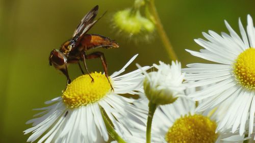 Close-up of honey bee pollinating flower