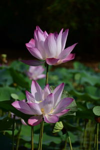 Close-up of pink water lily blooming in pond