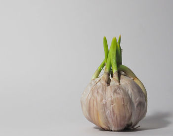 Close-up of pumpkin against white background