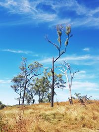 Bare tree on field against sky