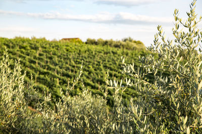 Scenic view of tuscan vineyard