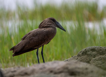 Bird perching on rock