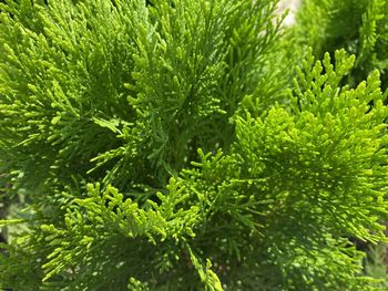 Close-up of pine tree