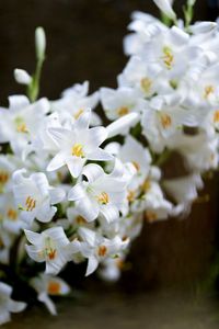 Close-up of white flowering plant