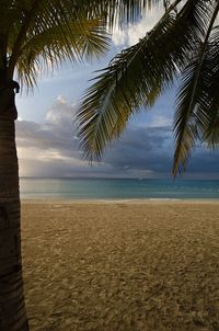 Palm trees on beach