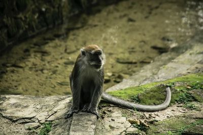 Close-up of monkey sitting outdoors