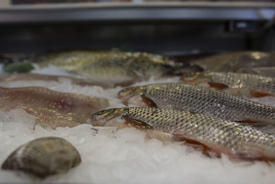 Close-up of fish for sale at market