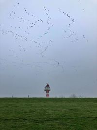 Birds flying over grassy field against sky