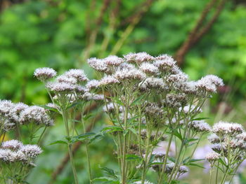 Close-up of white flowering plants on field