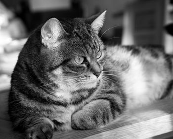 Close-up of cat