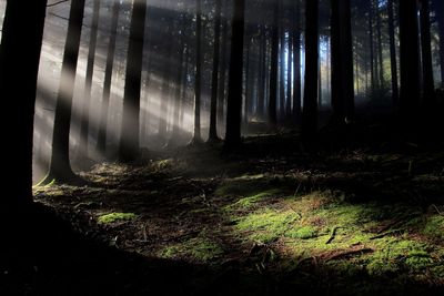 Trees in forest