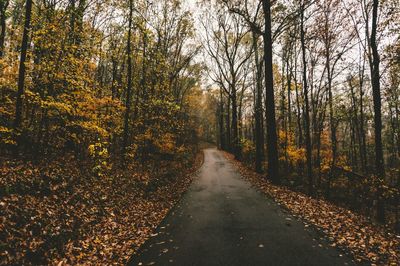 Empty road amidst trees in forest during autumn