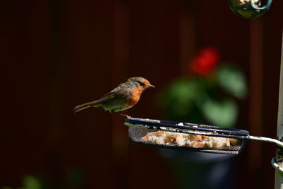 Close-up of bird perching on a feeder