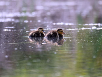 Ducks in a lake