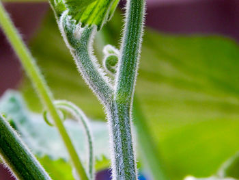 Close-up of green leaves