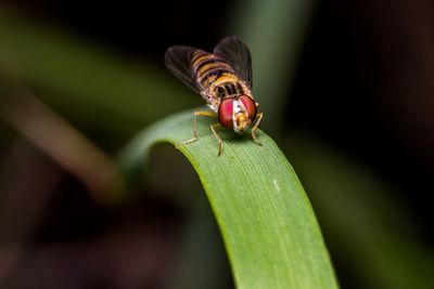 Close-up of ladybug on leaf