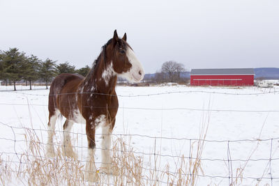 Side view of tall handsome chestnut clydesdale horse with sabino markings standing in snowy field 