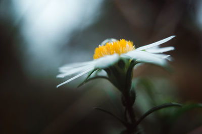 Close-up of yellow daisy