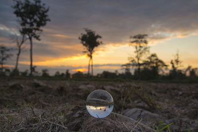 Trees on field against sky during sunset
