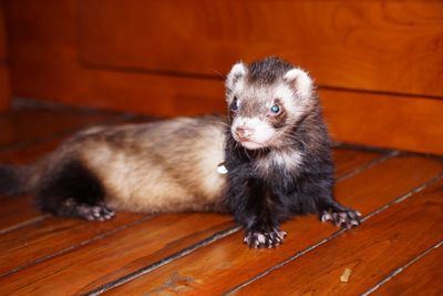 Close-up of ferret on hardwood floor