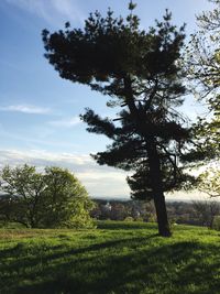 Scenic view of grassy field against sky