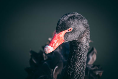 Close-up of black swan