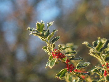 Close-up of red berries on plant