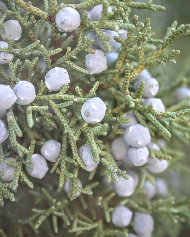 water, growth, nature, close-up, beauty in nature, focus on foreground, plant, drop, freshness, fragility, wet, white color, day, outdoors, tranquility, no people, selective focus, leaf, growing, frozen