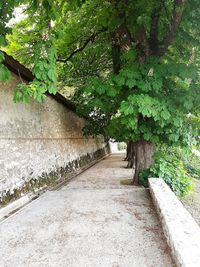 Footpath amidst plants against wall
