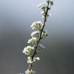 Close-up of white flowering plant