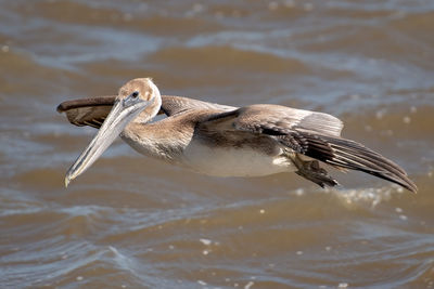 Close-up of bird flying over lake