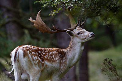 Side view of deer