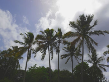 Low angle view of palm trees against sky