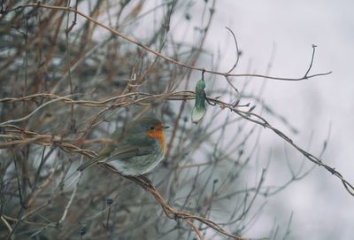 Close-up of bird perching on tree