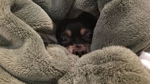 High angle view of dog resting