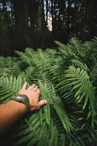 Midsection of man holding fern in forest