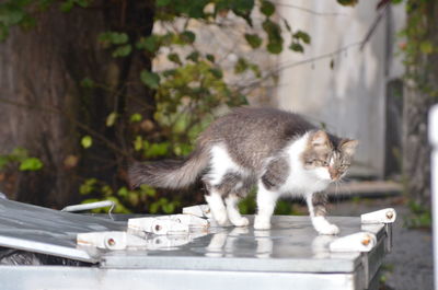 Side view of a cat