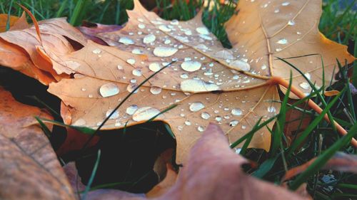 Close-up of wet maple leaves in rain