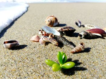 Close-up of shells on beach