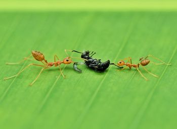 Close-up of ant on leaf